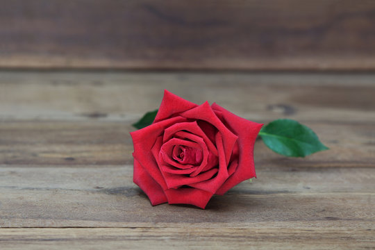 Beautiful big red roses on a wooden background for valentine's day with copy space.