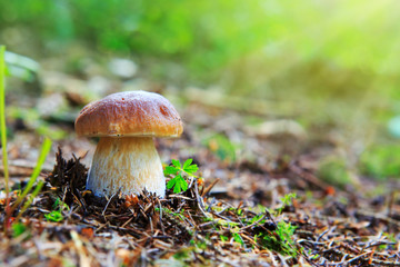 Porcini mushroom in the autumn forest.