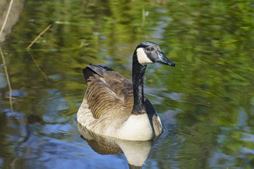 Obraz premium Canada Goose swimming in the lake
