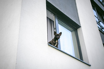 Fototapeta na wymiar French bulldog looks out window outside into courtyard of house