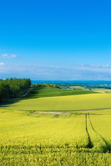 Obraz premium 上富良野 千望峠