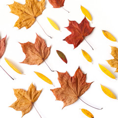 Autumn leaves on white background