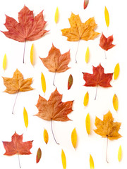 Autumn leaves on white background
