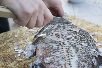 чистить рыбу ножом. крупный план. карп.