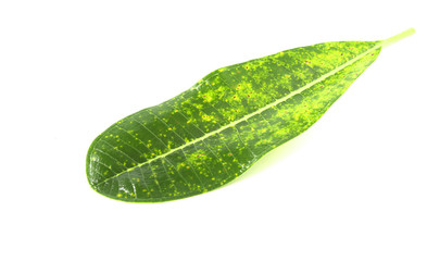Fototapeta na wymiar green frangipani leaf on white background.