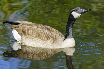 Canada Goose swimming in the lake