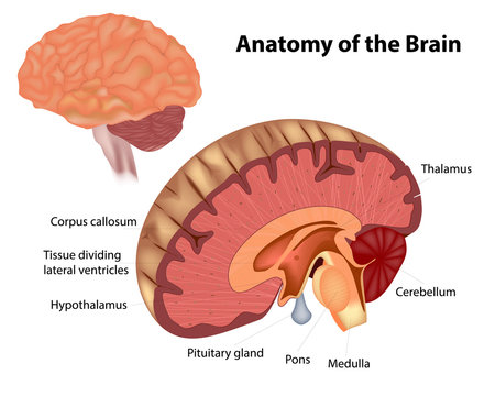 A diagram showing various structures within the human brain