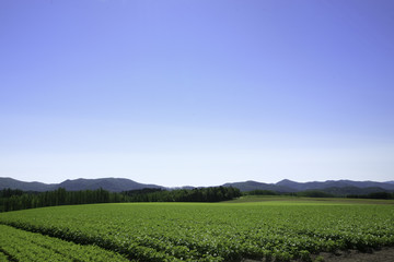 青空と畑
