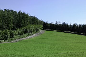 南富良野の風景
