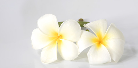 Naklejka na ściany i meble flower frangipani on white background