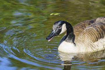 Canada Goose swimming in the lake