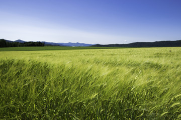 麦と青空