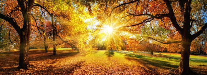 Die Sonne verzaubert die Bäume im Herbst, Panorama in einem schönem Park