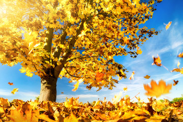 Gelbe Blätter fallen zu Boden, Ahornbaum an einem schönem Herbsttag