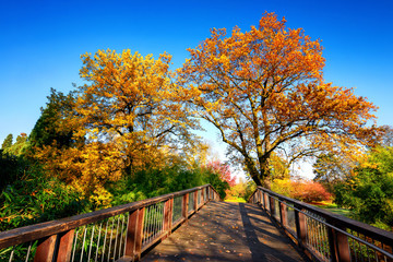 Holzbrücke und schöne bunte Natur im Herbst