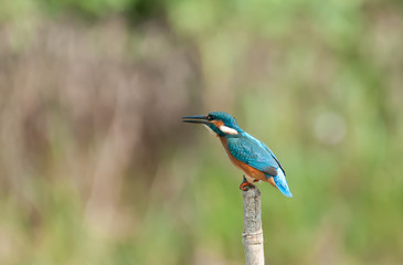Il pescatore Martin