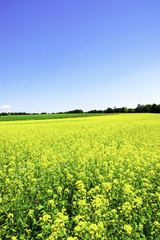 Obraz premium 菜の花