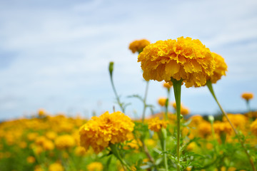 Yellow Marigolds flowers