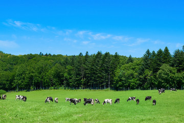 北海道　牧場　牛