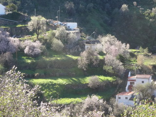 Valle de almendras en flor