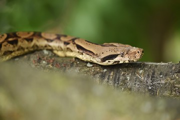 the reptile is crawling along the branch