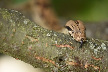 the head of the snakes with a tongue