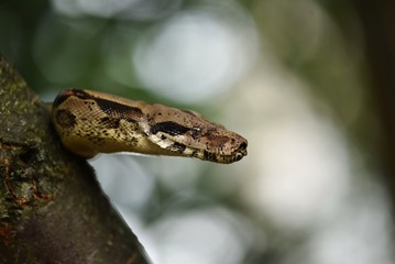 snake look