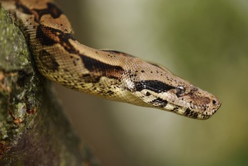 snake head detail
