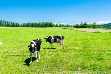 北海道　牧場　牛
