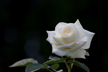 白い薔薇