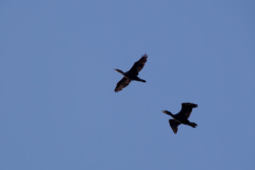 Ohrenscharben (Phalacrocorax auritus) im Flug über Sidney Island, Vancouver Island, British Columbia, Kanada.