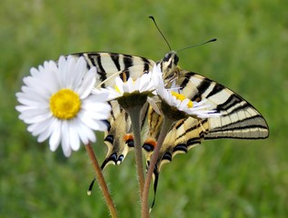 one butterfly on the flower