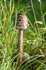 Autumn mushroom picking - Macrolepiota Procera. Morning in the meadow. Close-up view of a sponge.