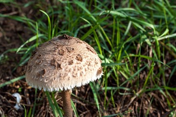 Autumn mushroom picking - Macrolepiota Procera. Morning in the meadow. Close-up view of a sponge.