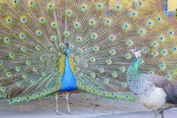 Tableaux ronds sur plexiglas Anti-reflet Paon Beautiful peacock displaying his beautiful fan