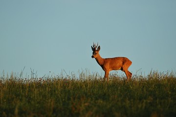 Roe deer male on the magical green grassland, european wildlife, wild animal in the nature habitat, deer rut in czech republic.