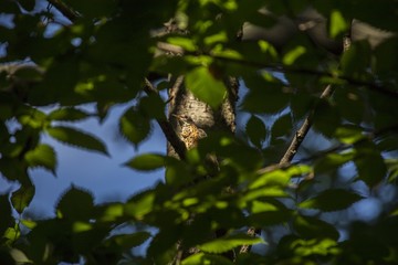 American robin (Turdus migratorius)