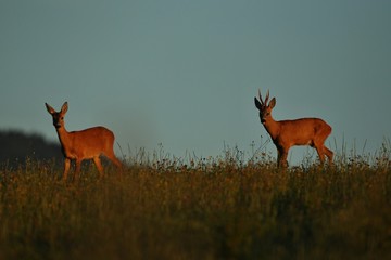 Roe deer male on the magical green grassland, european wildlife, wild animal in the nature habitat, deer rut in czech republic.