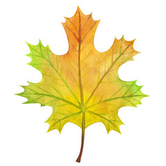 Maple autumn leaf painted in watercolor on a white background