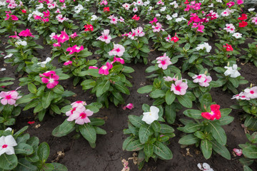 White, pink and red flowers of Catharanthus roseus