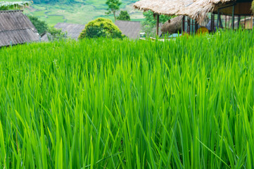 Close up of rice plant leaves