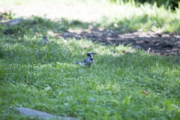 Jay (Cyanocitta cristata)