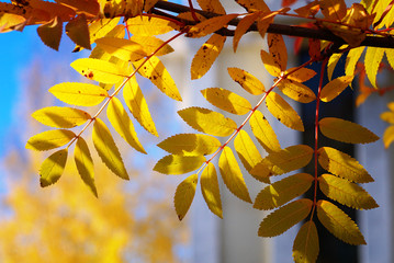 yellow autumn leaves on tree backlit by sunlight, shallow depth of filed