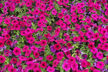 Obraz premium Bright magenta colored flowers of hybrid petunia