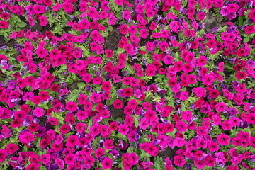 Flowerbed with magenta colored petunia from above