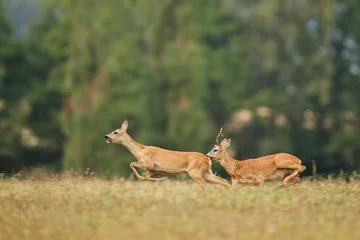 Crédence de cuisine Chevreuil Chevreuil mâle sur la prairie verte magique, faune européenne, animal sauvage dans l& 39 habitat naturel, rut de cerf en république tchèque.  © photocech