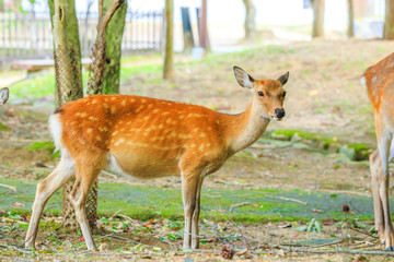 奈良の鹿