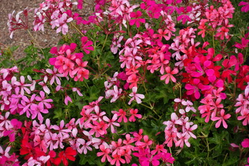 Umbrella like inflorescences of ivy leaf pelargoniums
