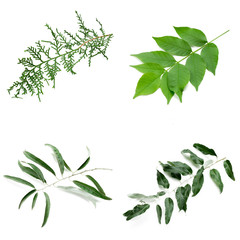 Leaves on white background