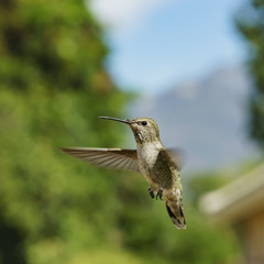 Female Anna's Hummingbird hover in air